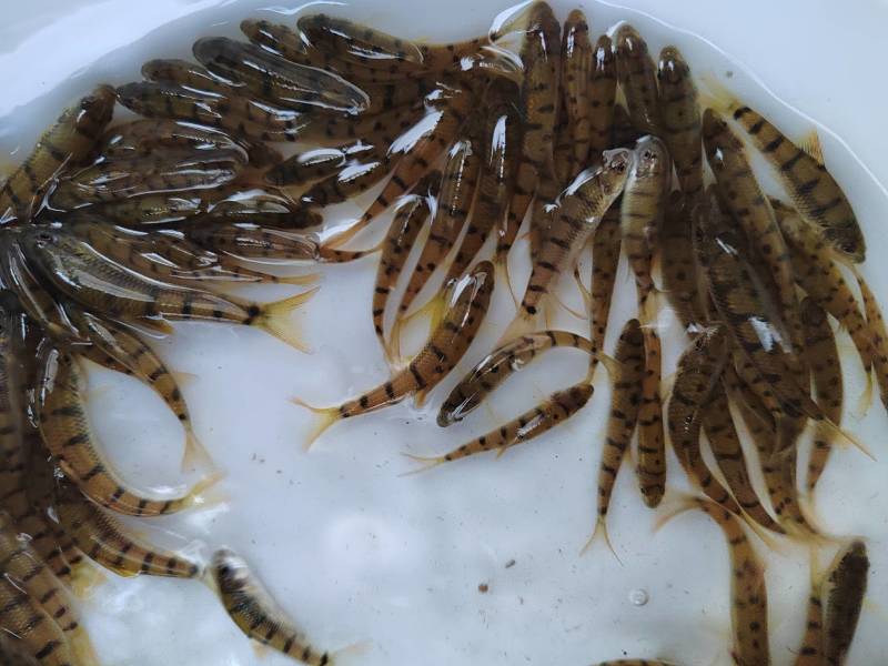 溪水石斑鱼苗光唇鱼苗冷水鱼苗场供应市场价格高