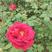 玫瑰花朵(有金边玫瑰，墨红玫瑰，紫枝玫瑰，滇红玫瑰花)