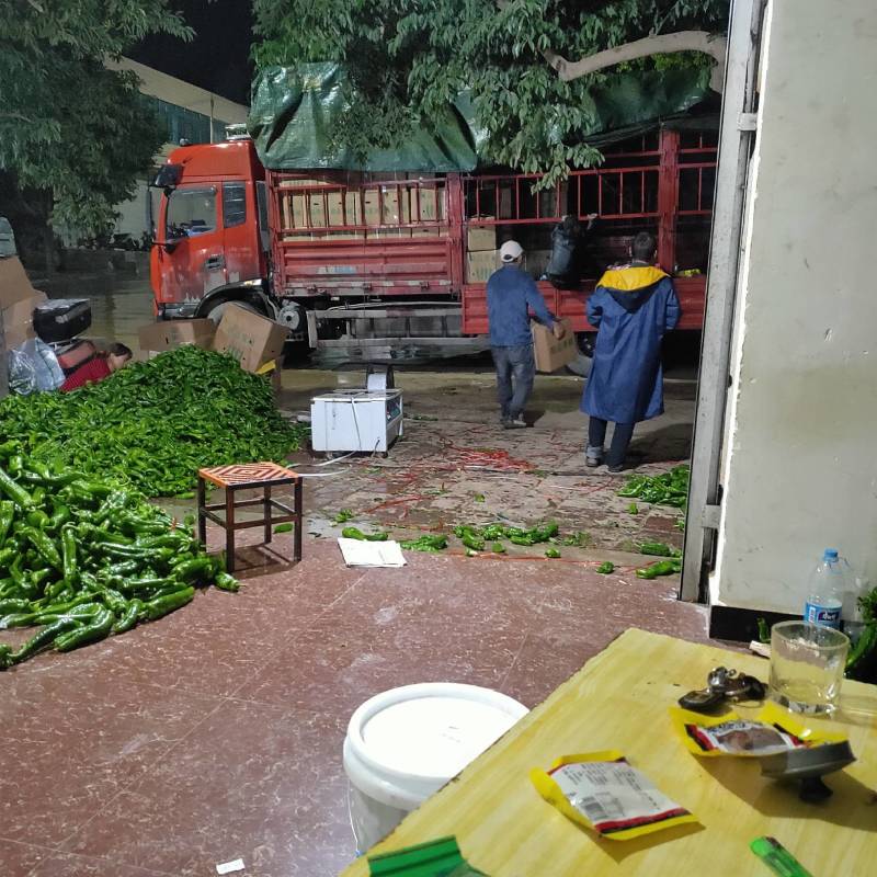 鲜辣椒云南薄皮椒产地直发质量保证货源充足全国发货