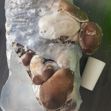香菇菌包，