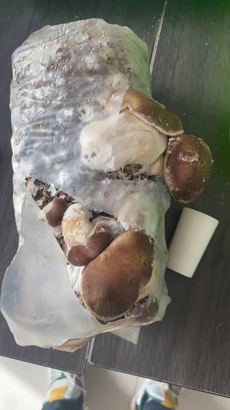 香菇菌包，
