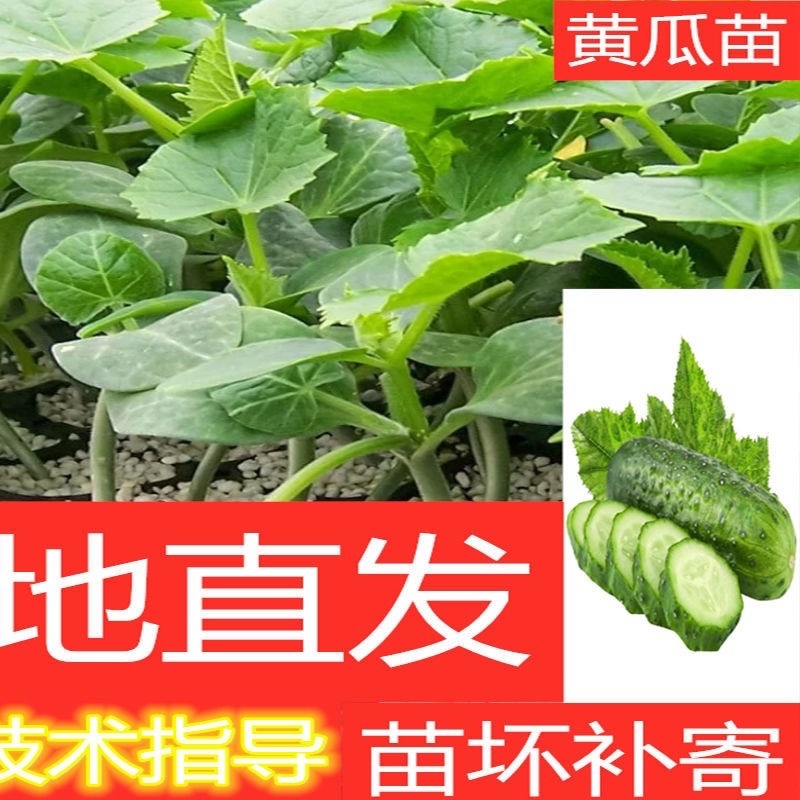 自根黄瓜苗，四叶一心，抗病毒，产量高，强雌黄瓜，口感好