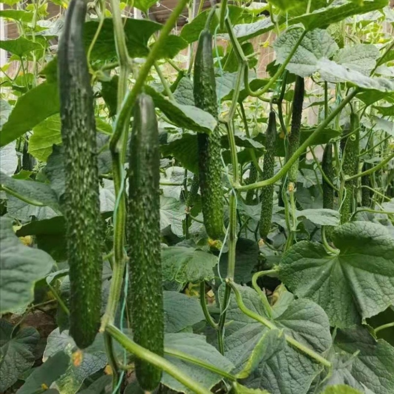 自根黄瓜苗，四叶一心，抗病毒，产量高，强雌黄瓜，口感好