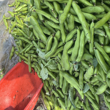 福建精品蚕豆