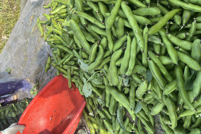 福建精品蚕豆