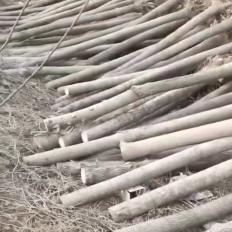 速生白蜡
