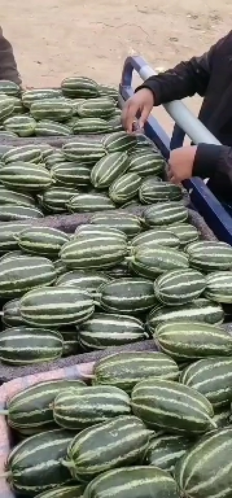 山东博洋九甜瓜大量上市，通货精品电商全国发货