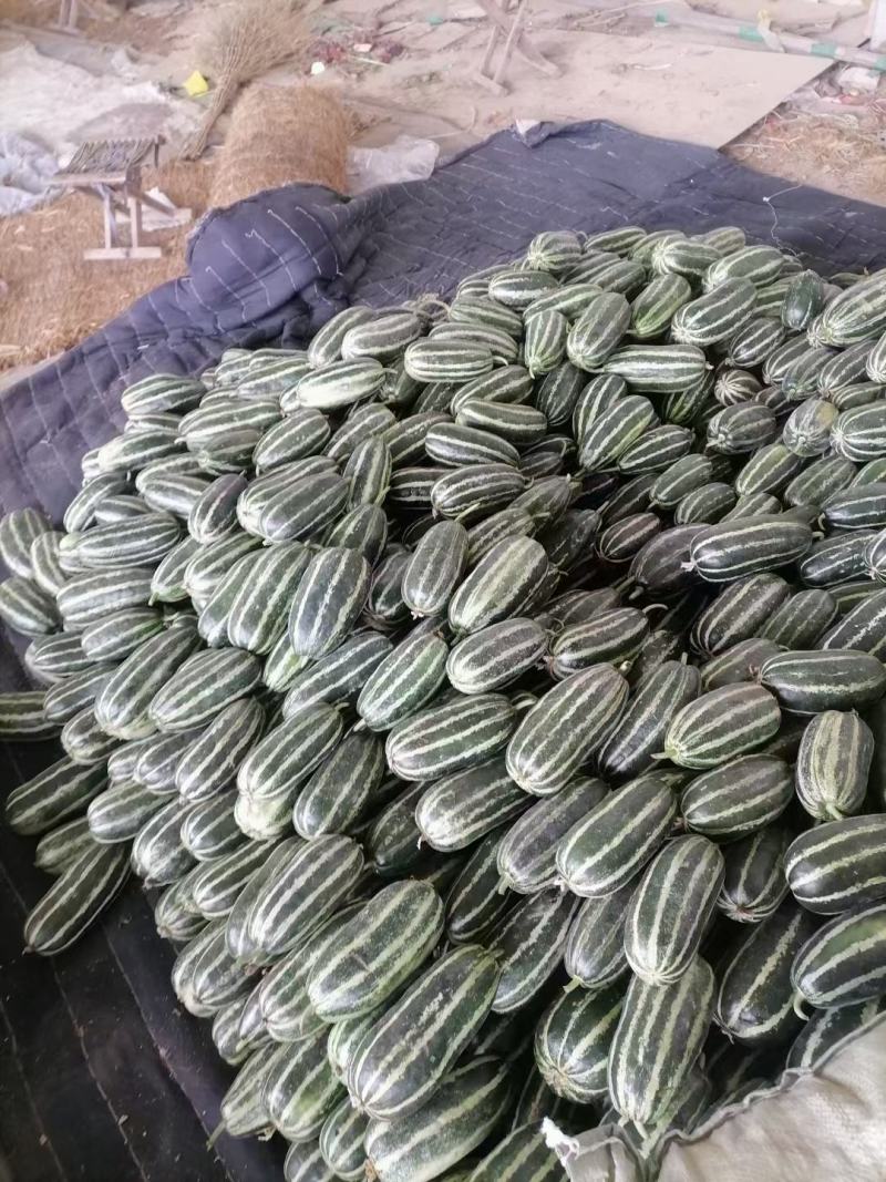 山东博洋九甜瓜大量上市，通货精品电商全国发货