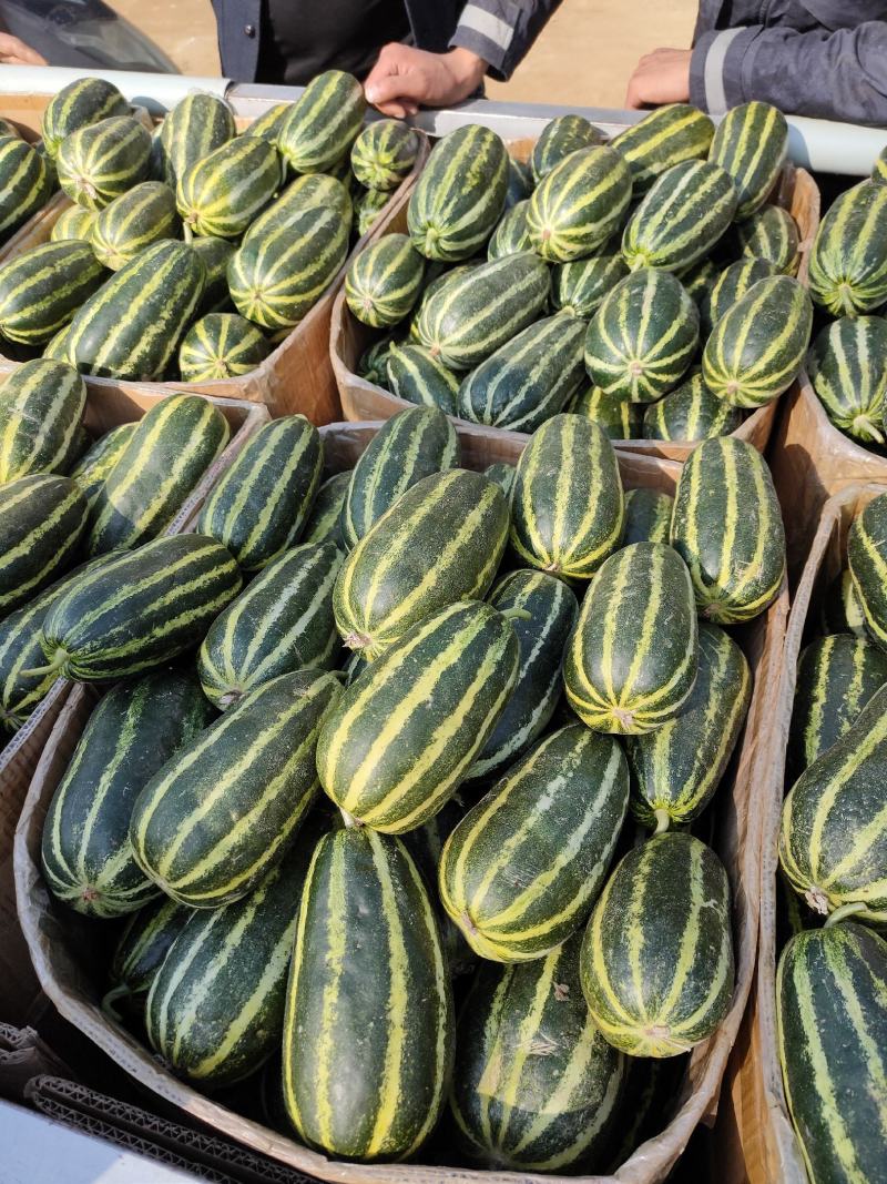 山东博洋九甜瓜大量上市，通货精品电商全国发货