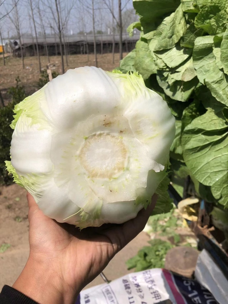 【力荐】陆地黄心白菜聊城白菜黄心白菜持续供应