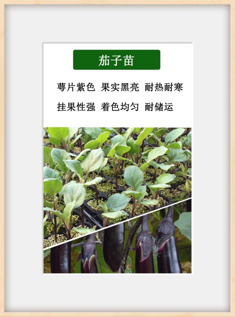 567烧烤茄子苗，紫把茄子苗，抗病抗重插苗子优品，