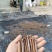 蟠枣接穗优质纯正蟠枣接穗蟠枣芽蟠枣苗木正宗