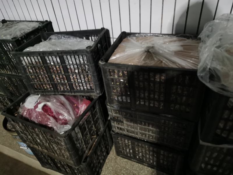 蟠枣接穗优质纯正蟠枣接穗蟠枣芽蟠枣苗木正宗