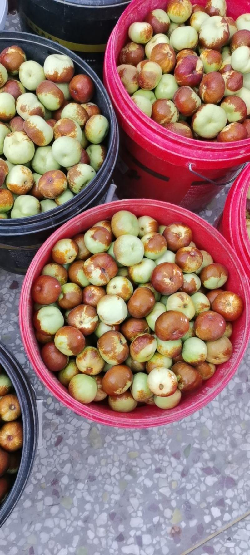 蟠枣接穗优质纯正蟠枣接穗蟠枣芽蟠枣苗木正宗