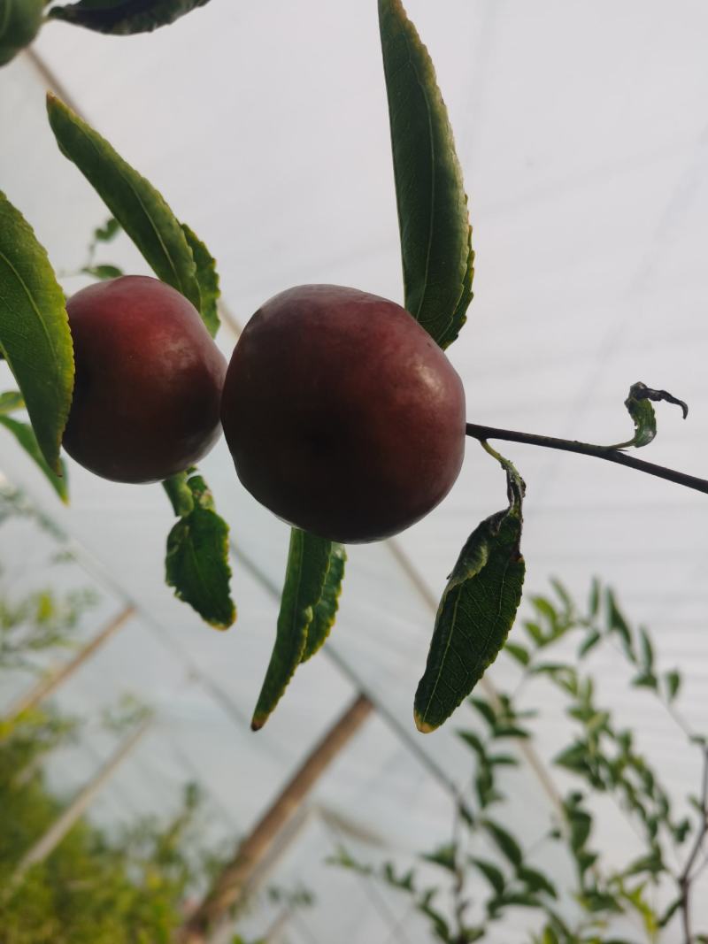 蟠枣接穗优质纯正蟠枣接穗蟠枣芽蟠枣苗木正宗