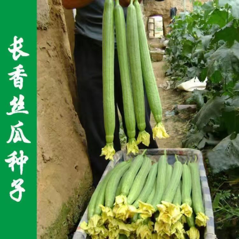 丝瓜苗，四叶一心，苗粗苗壮，无病害，正好订植。