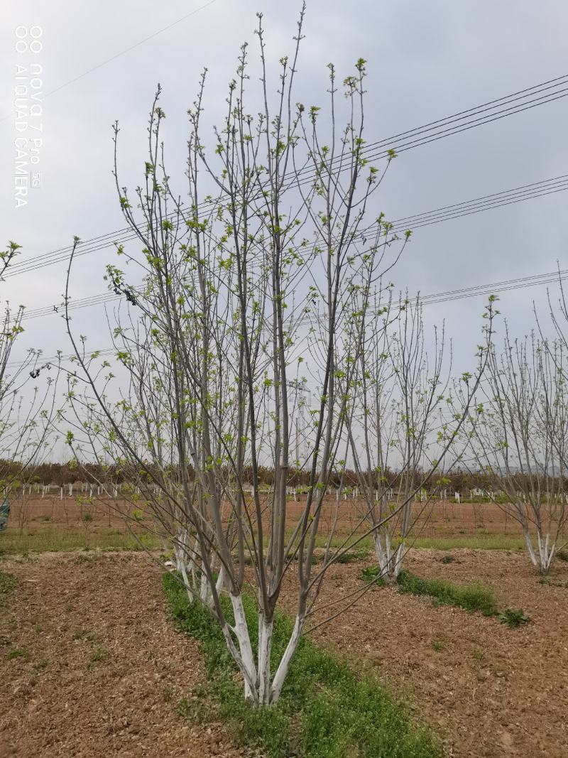 丛生白蜡