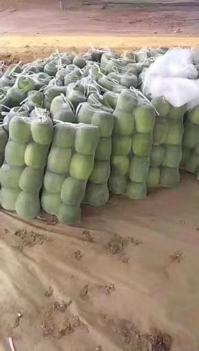 大量供应一串玲冬瓜，莘县君涛瓜果蔬菜合作社