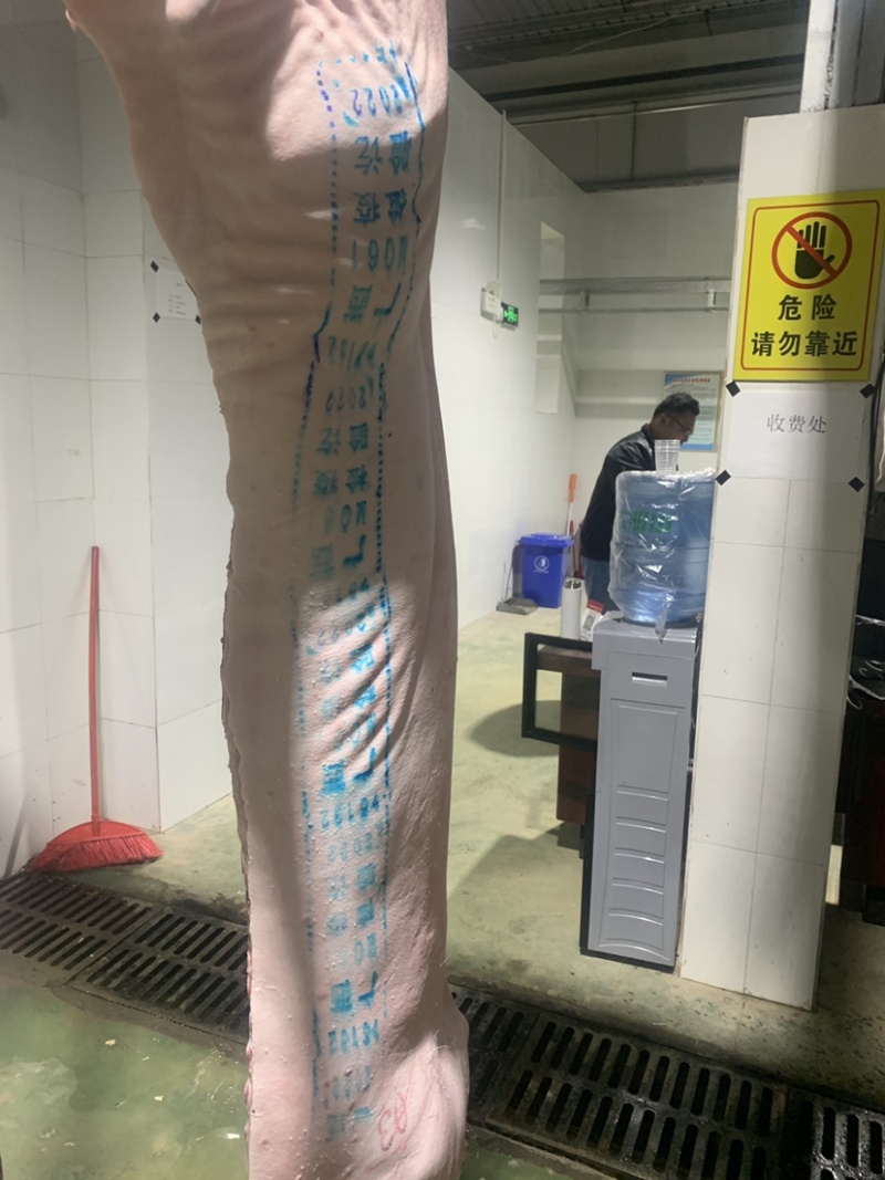 白条猪
