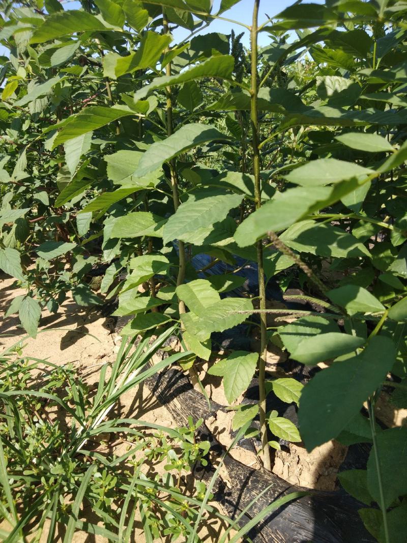 速生白蜡，小叶白蜡，绒毛蜡树，老白蜡2-30公分量大从优