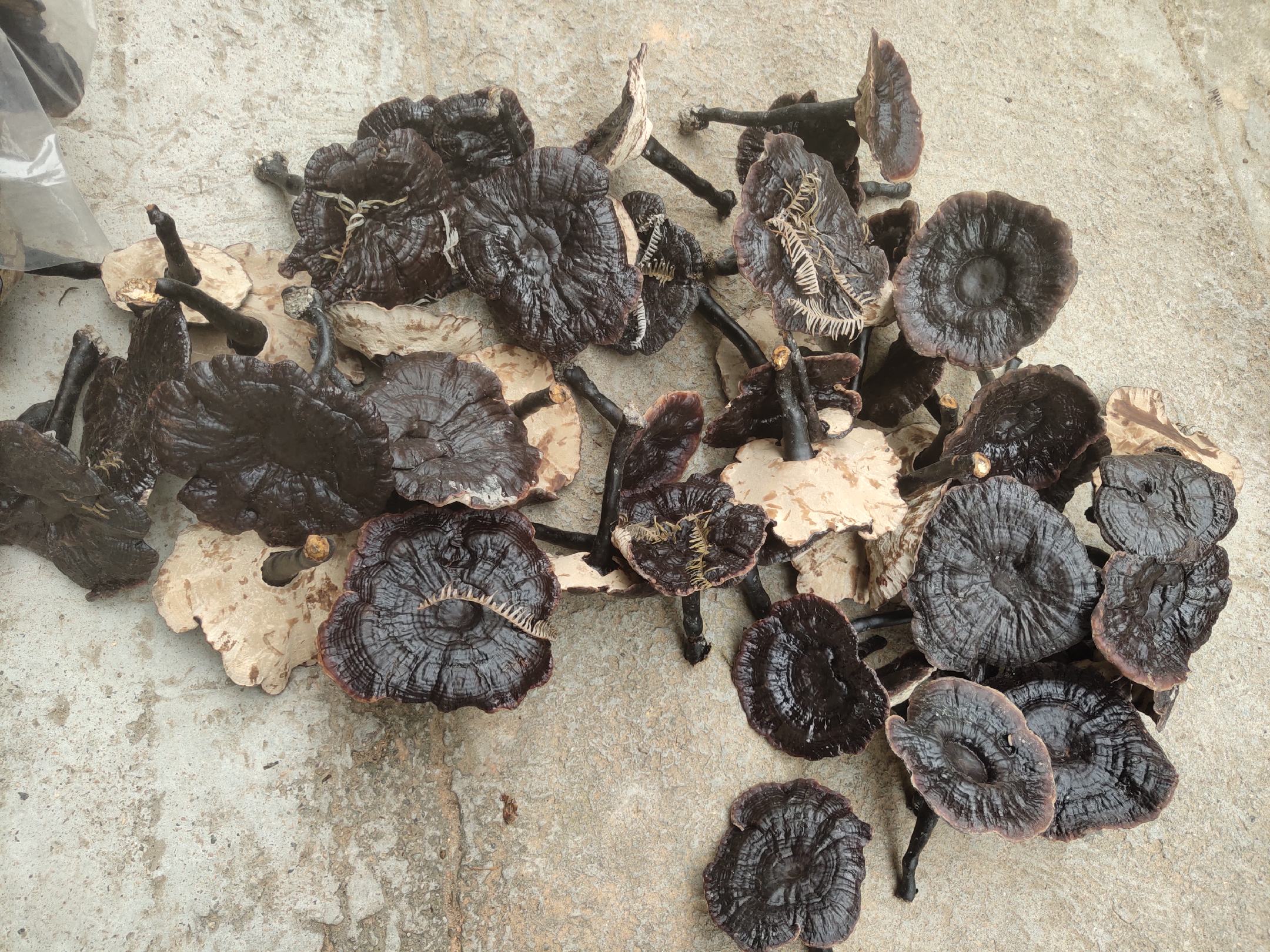 左侧为紫芝(黑灵芝),菌盖呈紫黑色,表面哑光,菌柄细长;右侧为赤芝(红灵芝),菌盖红褐色,具明显漆样光泽,菌肉浅白至淡黄,整体形态圆润饱满 黑灵芝与红灵芝对比图