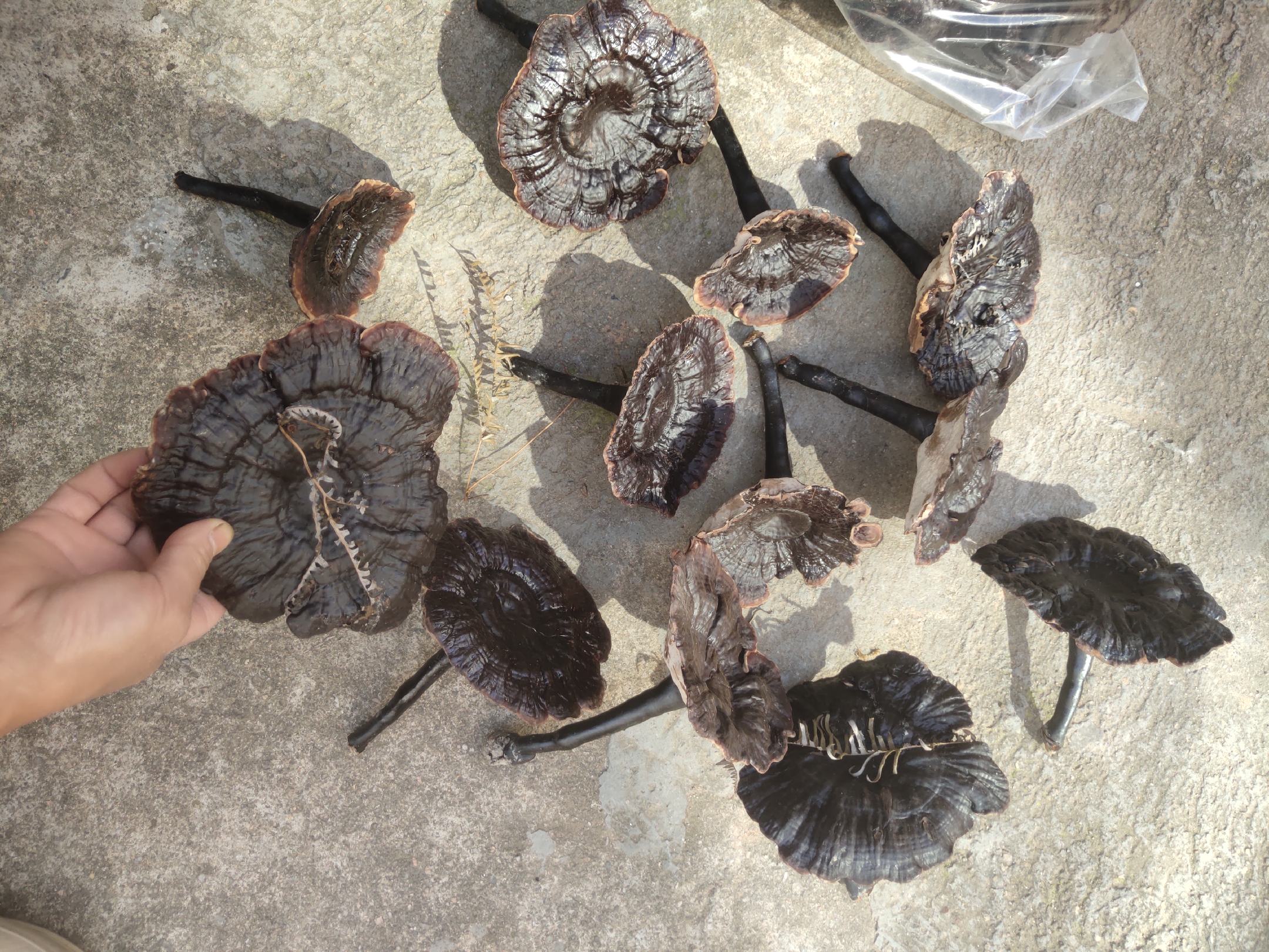 自制紫草膏成品图