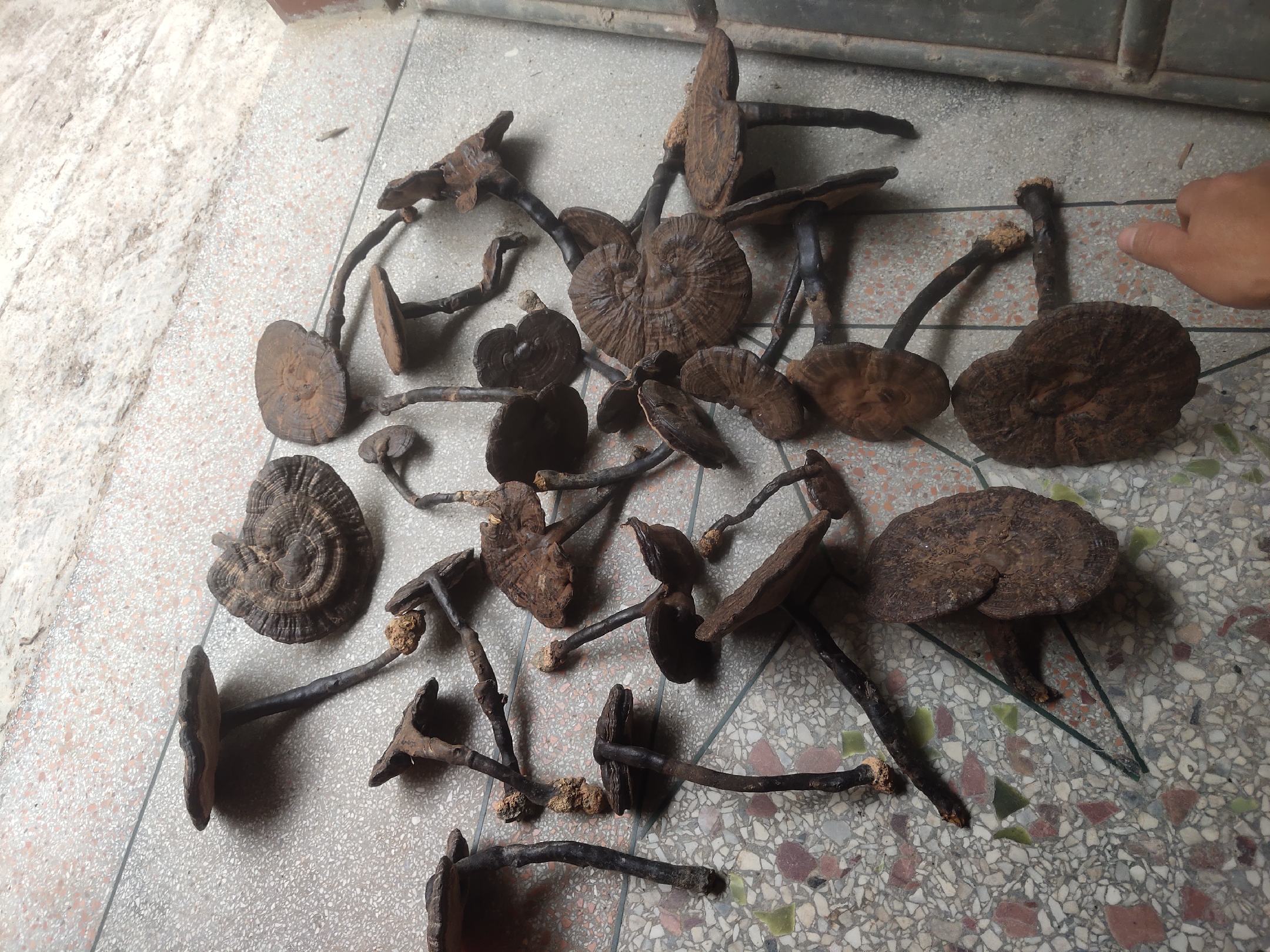 紫灵芝赤灵芝特写