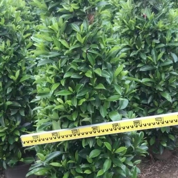 产地广东，非洲茉莉塔茉基地一手货源，绿化