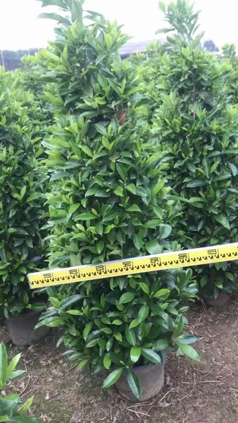 产地广东，非洲茉莉塔茉基地一手货源，绿化