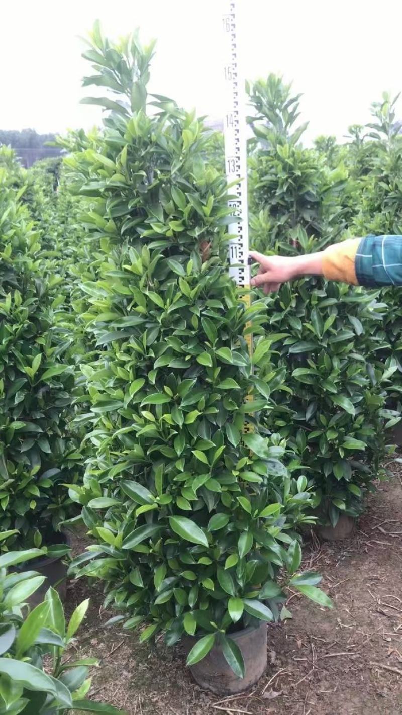 产地广东，非洲茉莉塔茉基地一手货源，绿化