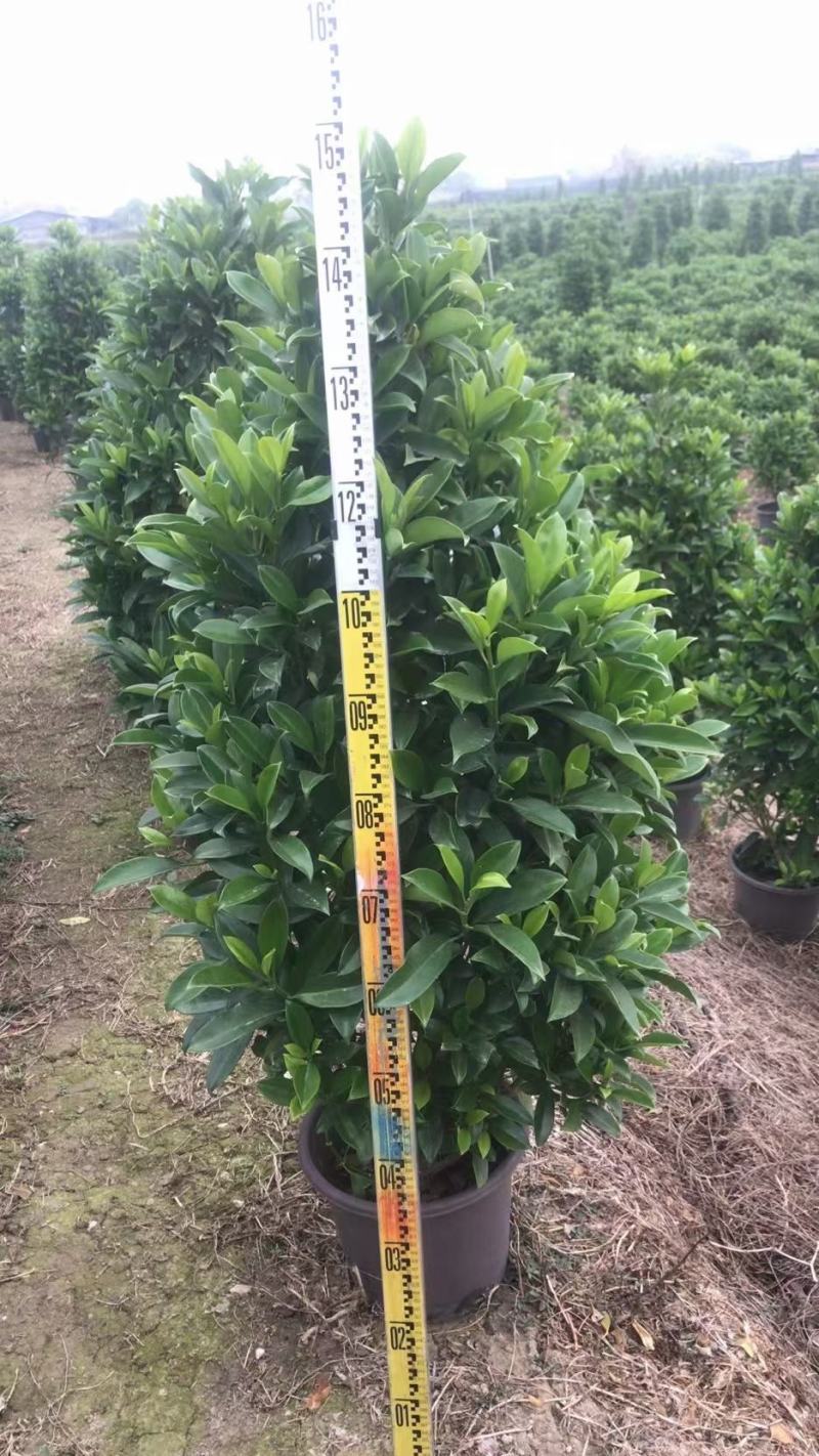 产地广东，非洲茉莉塔茉基地一手货源，绿化