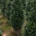 产地广东，非洲茉莉塔茉基地一手货源，绿化