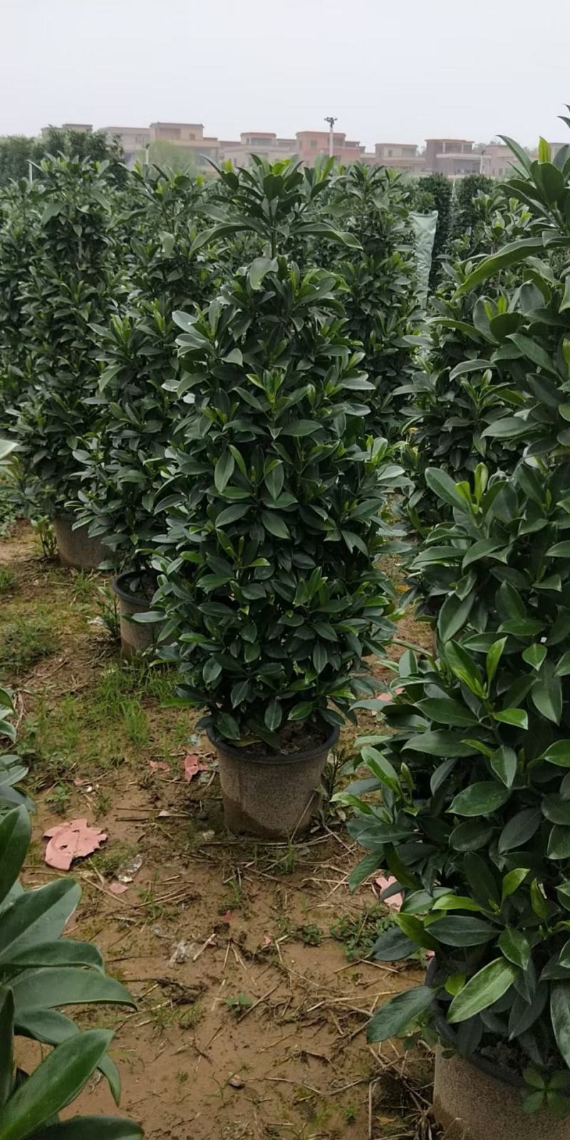 产地广东，非洲茉莉塔茉基地一手货源，绿化