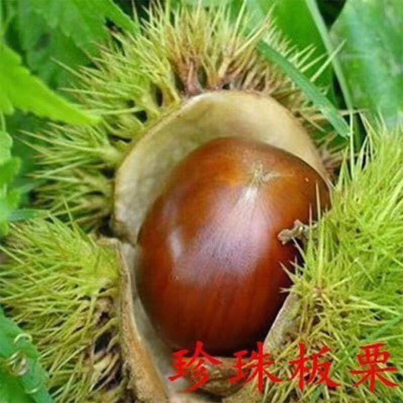 板栗树苗大红袍承德早熟特大地栽阳台庭院丘陵南北方种植当年