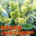 板栗树苗大红袍承德早熟特大地栽阳台庭院丘陵南北方种植当年