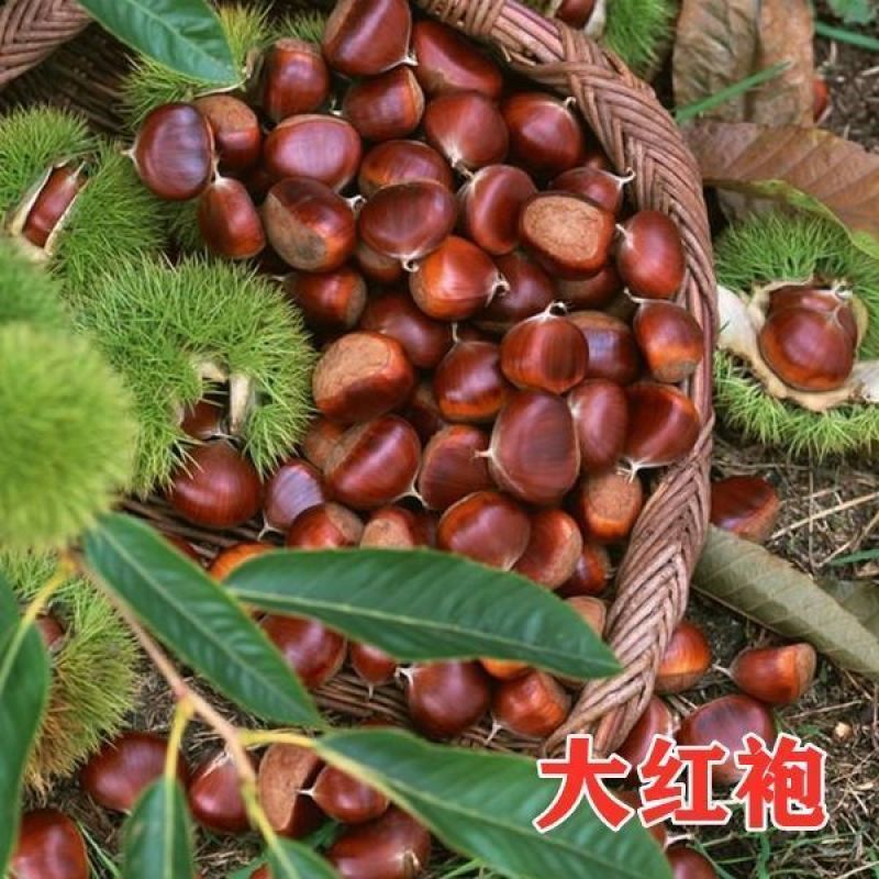 板栗树苗大红袍承德早熟特大地栽阳台庭院丘陵南北方种植当年