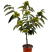 板栗树苗大红袍承德早熟特大地栽阳台庭院丘陵南北方种植当年