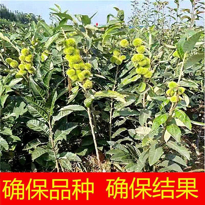 板栗树苗大红袍承德早熟特大地栽阳台庭院丘陵南北方种植当年