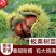 板栗树苗大红袍承德早熟特大地栽阳台庭院丘陵南北方种植当年