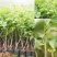板栗树苗大红袍承德早熟特大地栽阳台庭院丘陵南北方种植当年