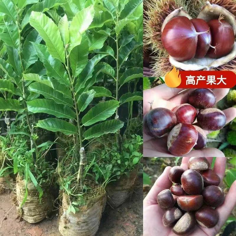 板栗树苗大红袍承德早熟特大地栽阳台庭院丘陵南北方种植当年