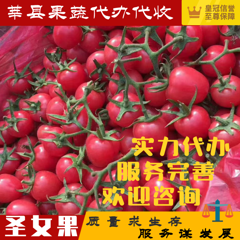【力荐】千禧贝贝圣女果大量供应欢迎各级客商
