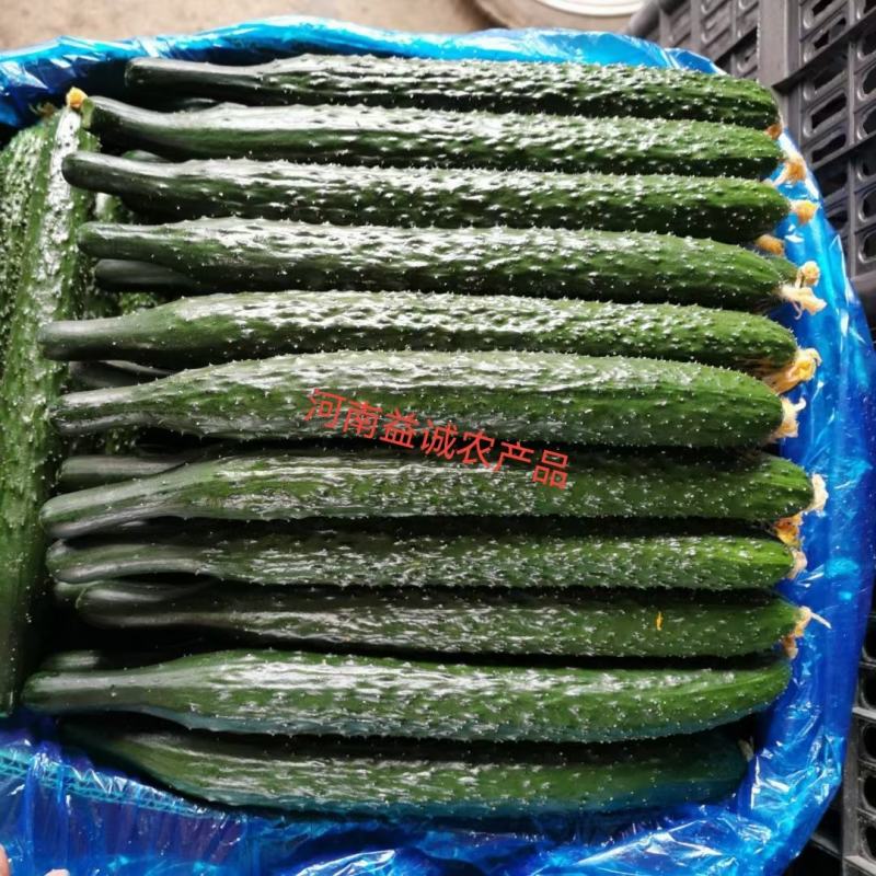 万亩密刺黄瓜条形直油亮产地直发各种规格包装自家种植