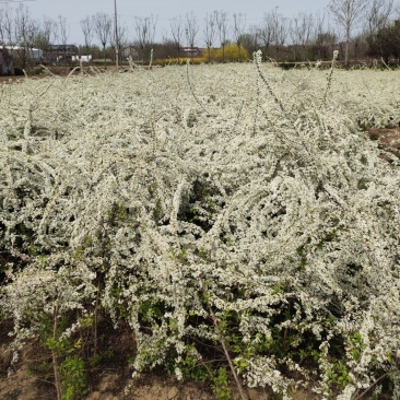 基地批发珍珠梅,丛生珍珠梅,珍珠梅又叫雪梅
