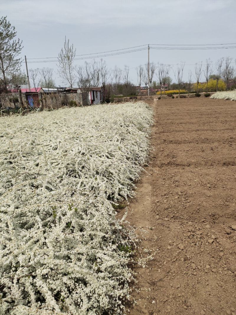基地批发珍珠梅，丛生珍珠梅，珍珠梅又叫雪梅