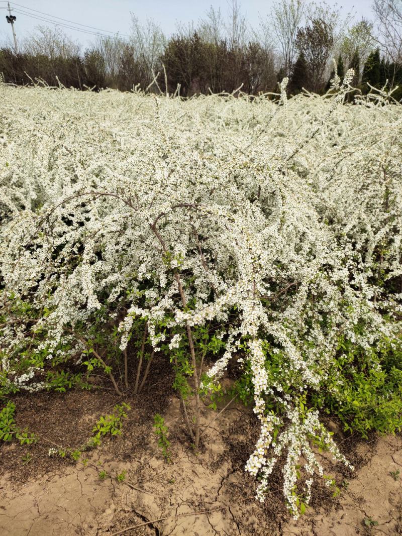 基地批发珍珠梅，丛生珍珠梅，珍珠梅又叫雪梅
