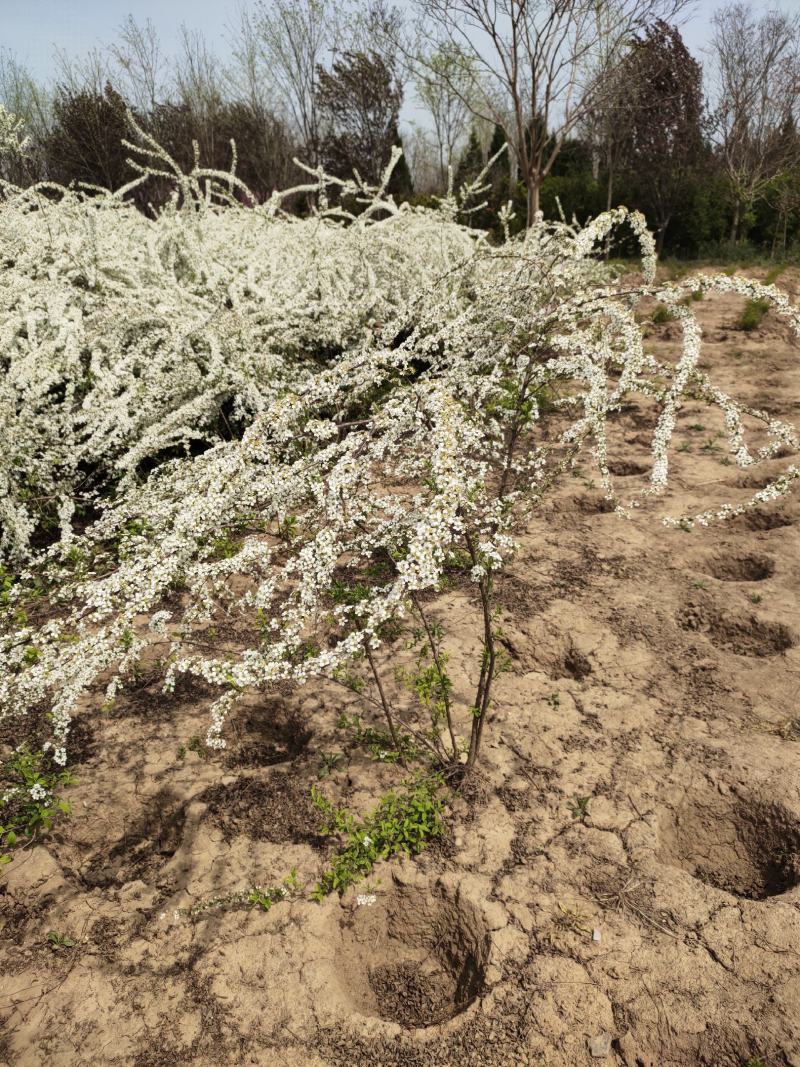 基地批发珍珠梅，丛生珍珠梅，珍珠梅又叫雪梅