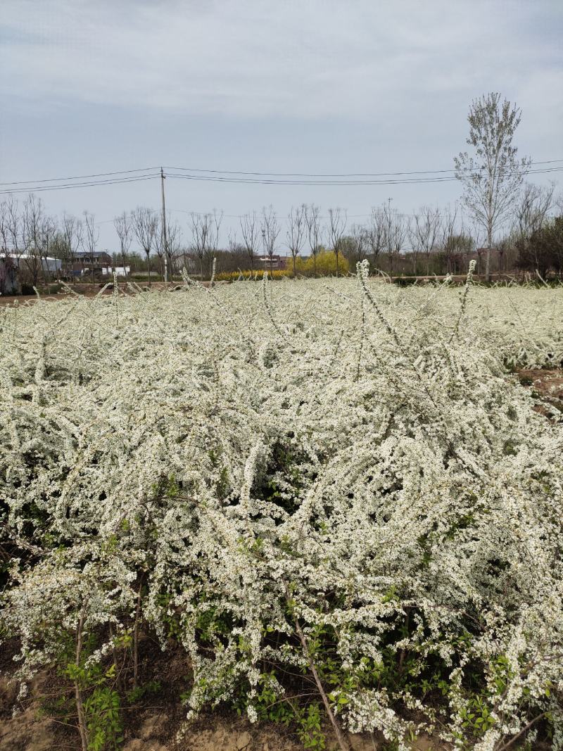 基地批发珍珠梅，丛生珍珠梅，珍珠梅又叫雪梅