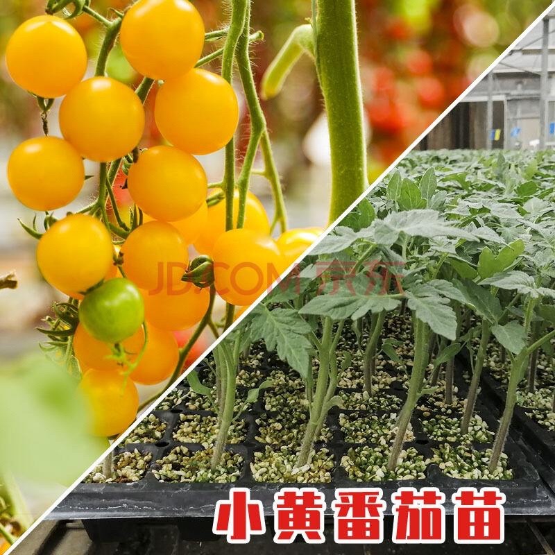 樱桃西红柿苗，有红色的，有黄色的，口感好，可生吃。