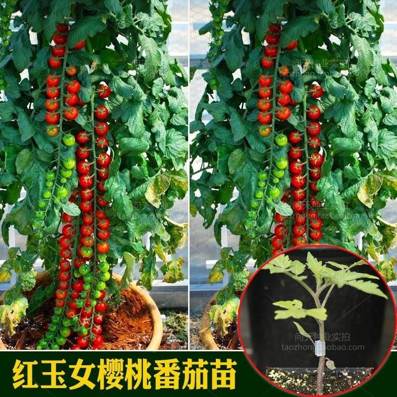 樱桃西红柿苗，有红色的，有黄色的，口感好，可生吃。
